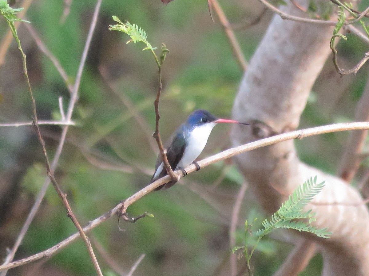 Violet crowned hummingbird