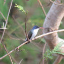 Violet crowned hummingbird