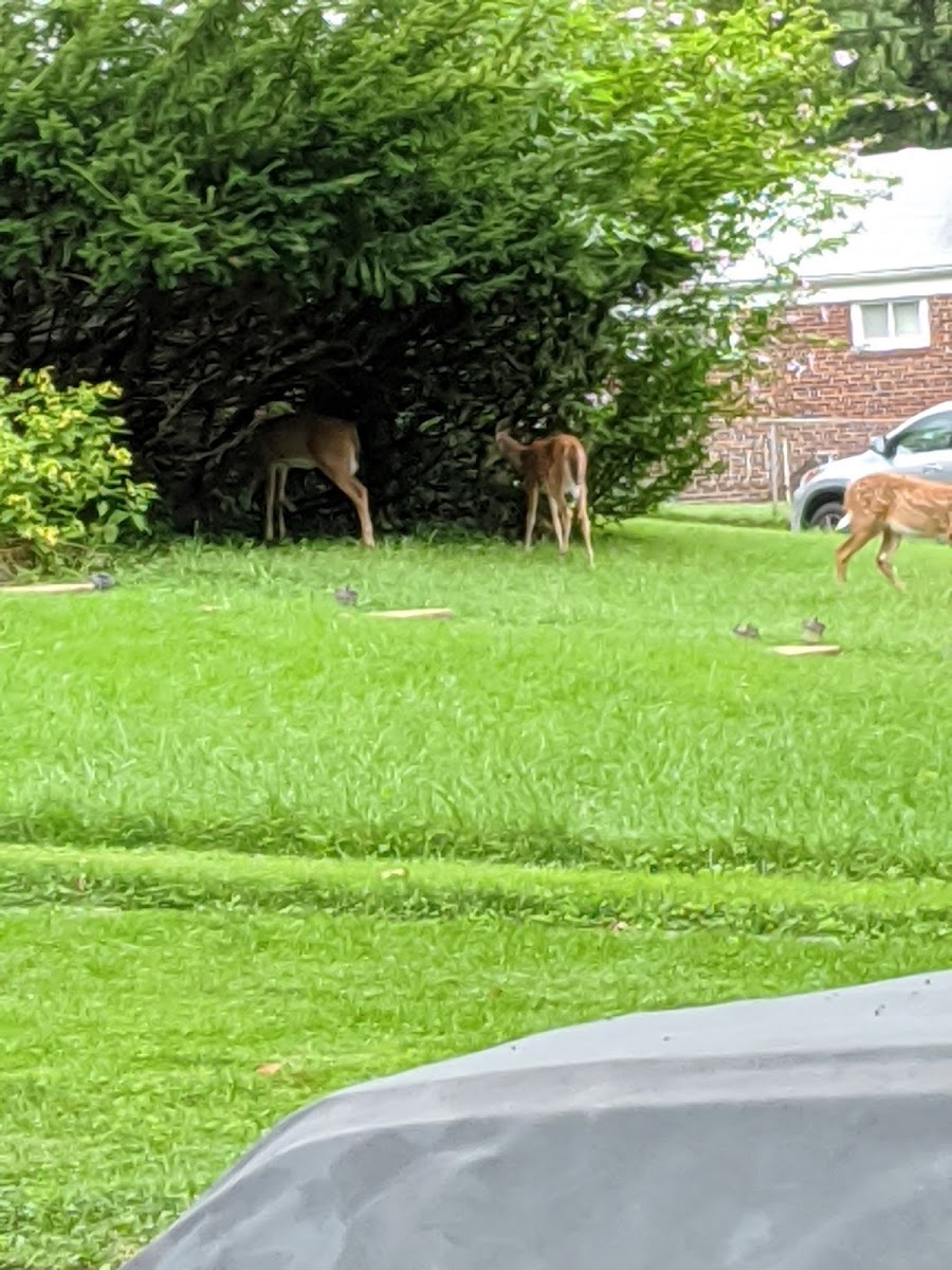 White Tail Deer