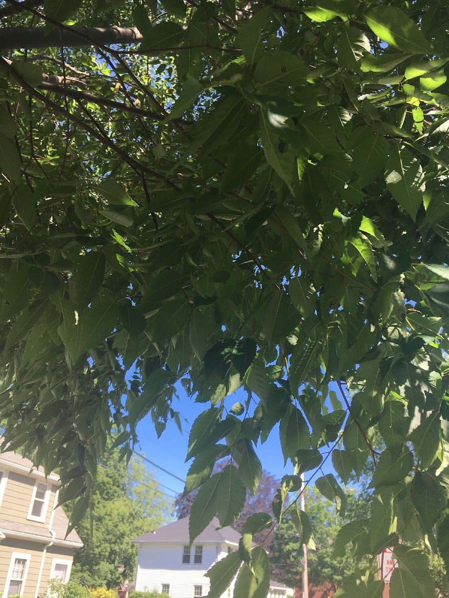 Japanese Zelkova