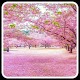 Download Bunga Sakura wallpaper For PC Windows and Mac 1.0