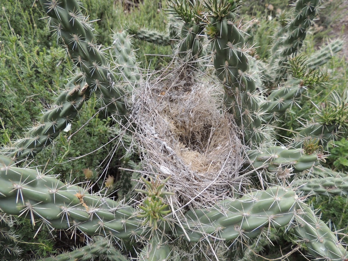 Bird's Nest