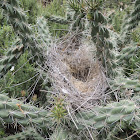 Bird's Nest