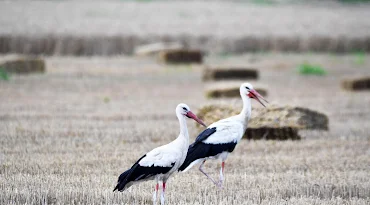 Poljoprivrednici: Suša katastrofalnih razmera, ako za 10 dana ne bude kiše