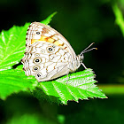 Lattice Brown