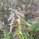 Canada Goldenrod