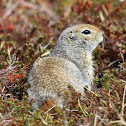 Arctic Ground Squirrel