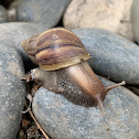 African Giant Snail