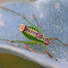 Balkan Ornate Bush-cricket