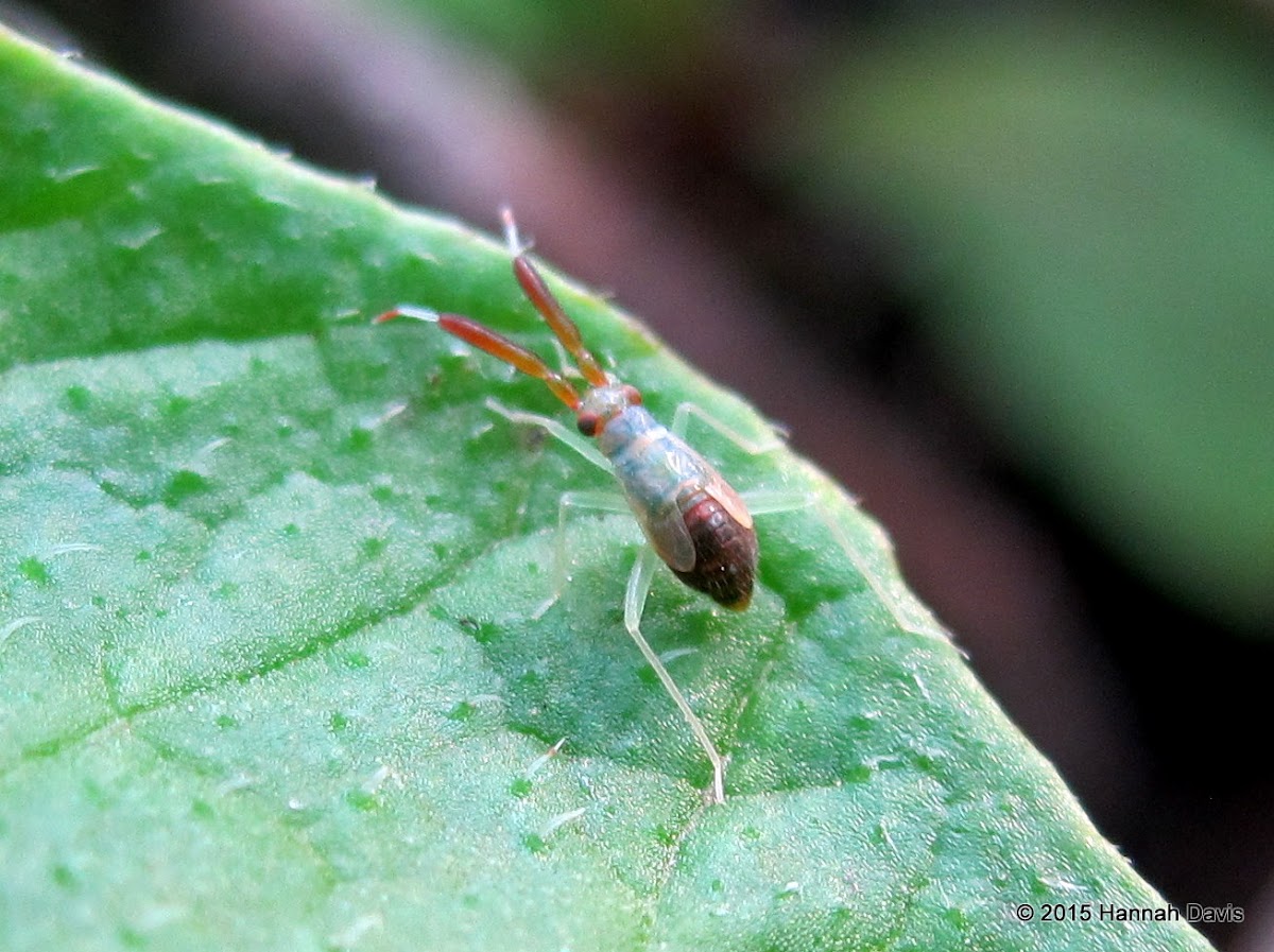 Bug nymph