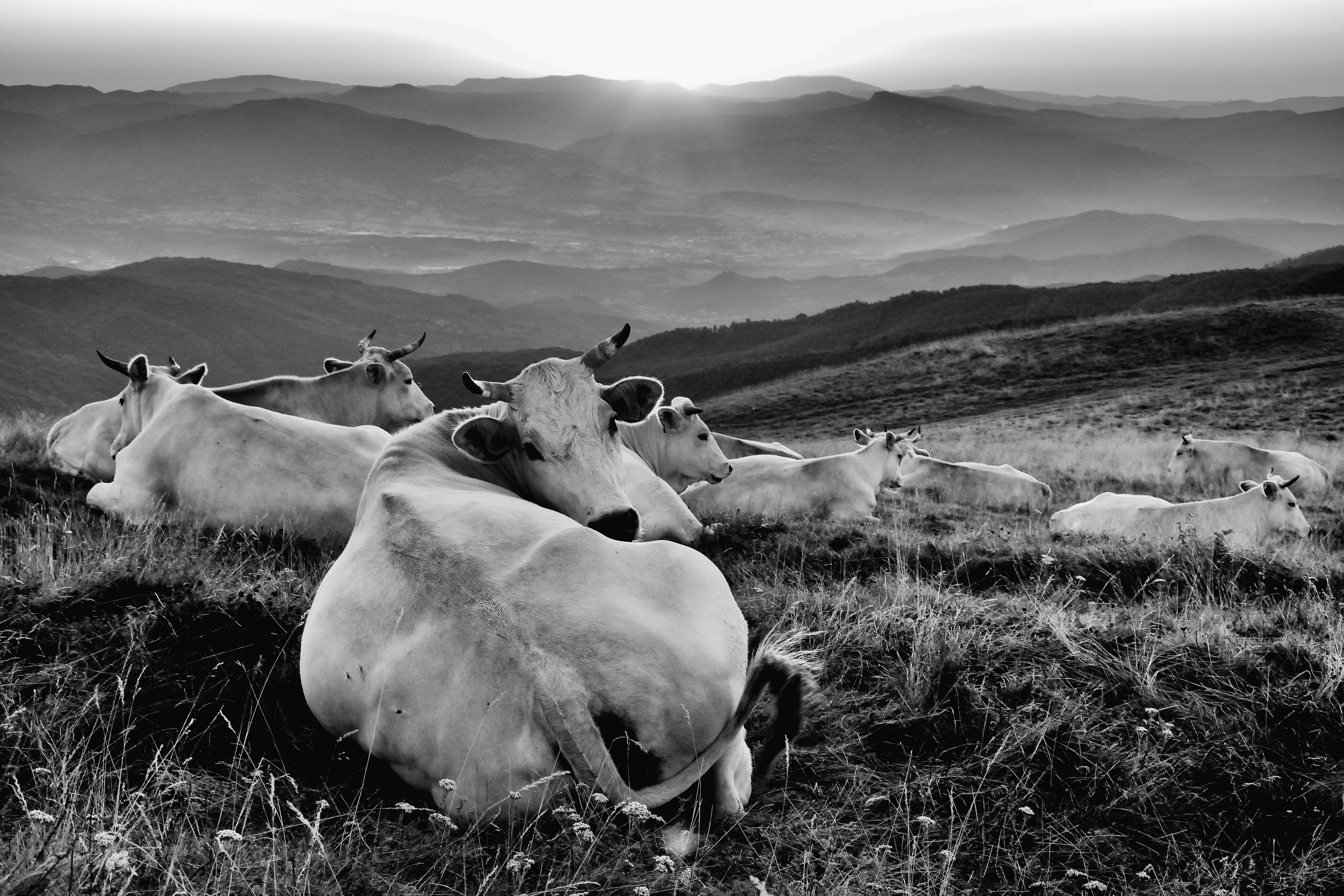 La pace dell'alba... di effeenne