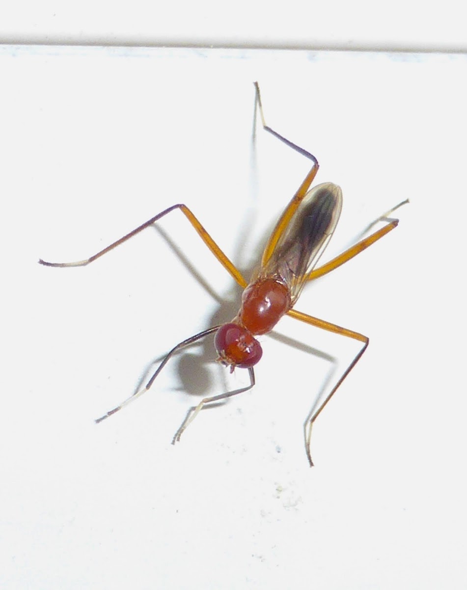 Stilt-legged Fly