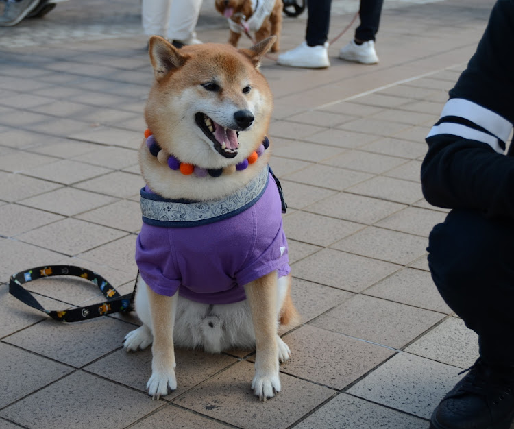 の投稿画像4枚目