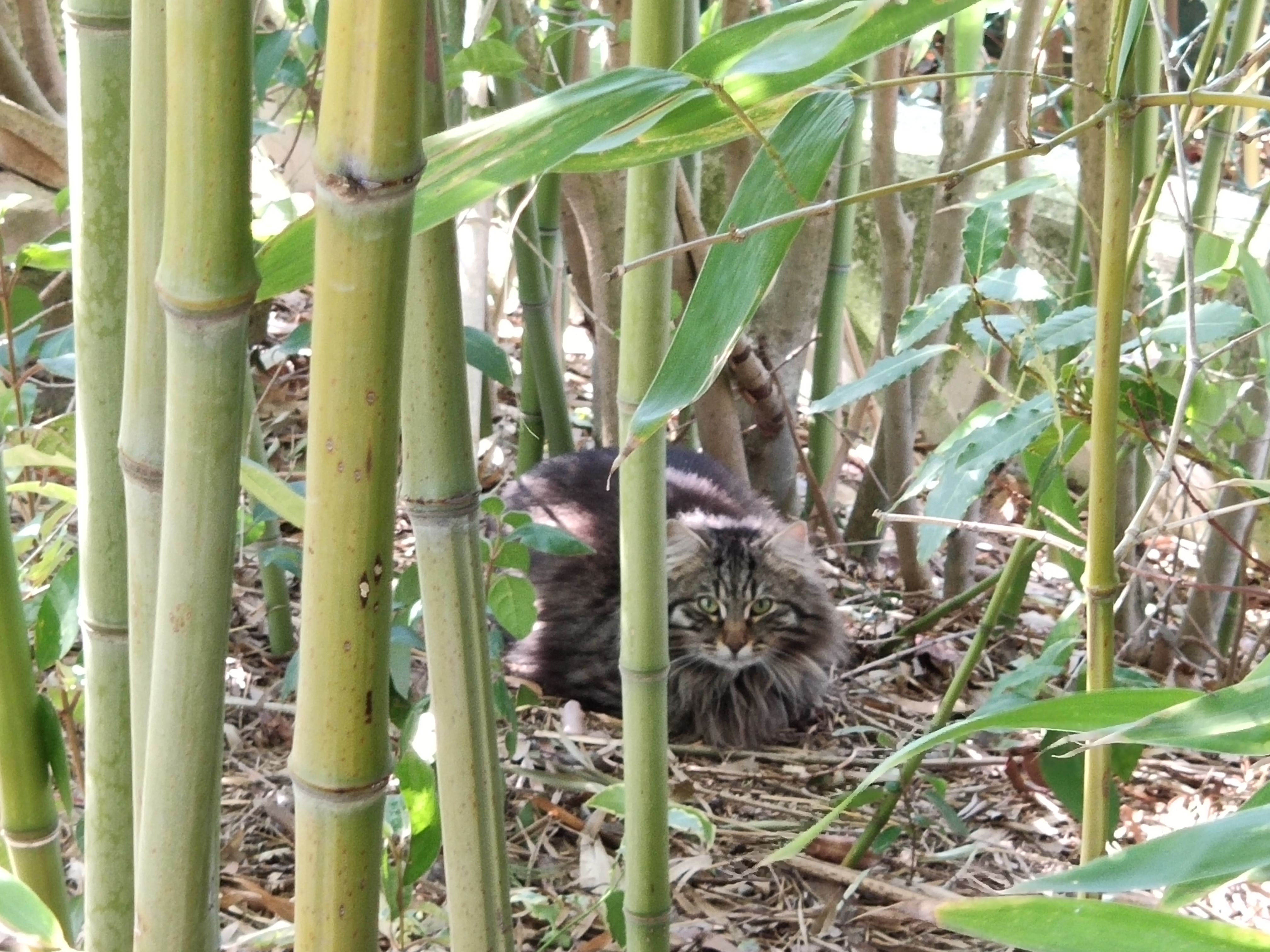 Occhi di gatto di Fefa