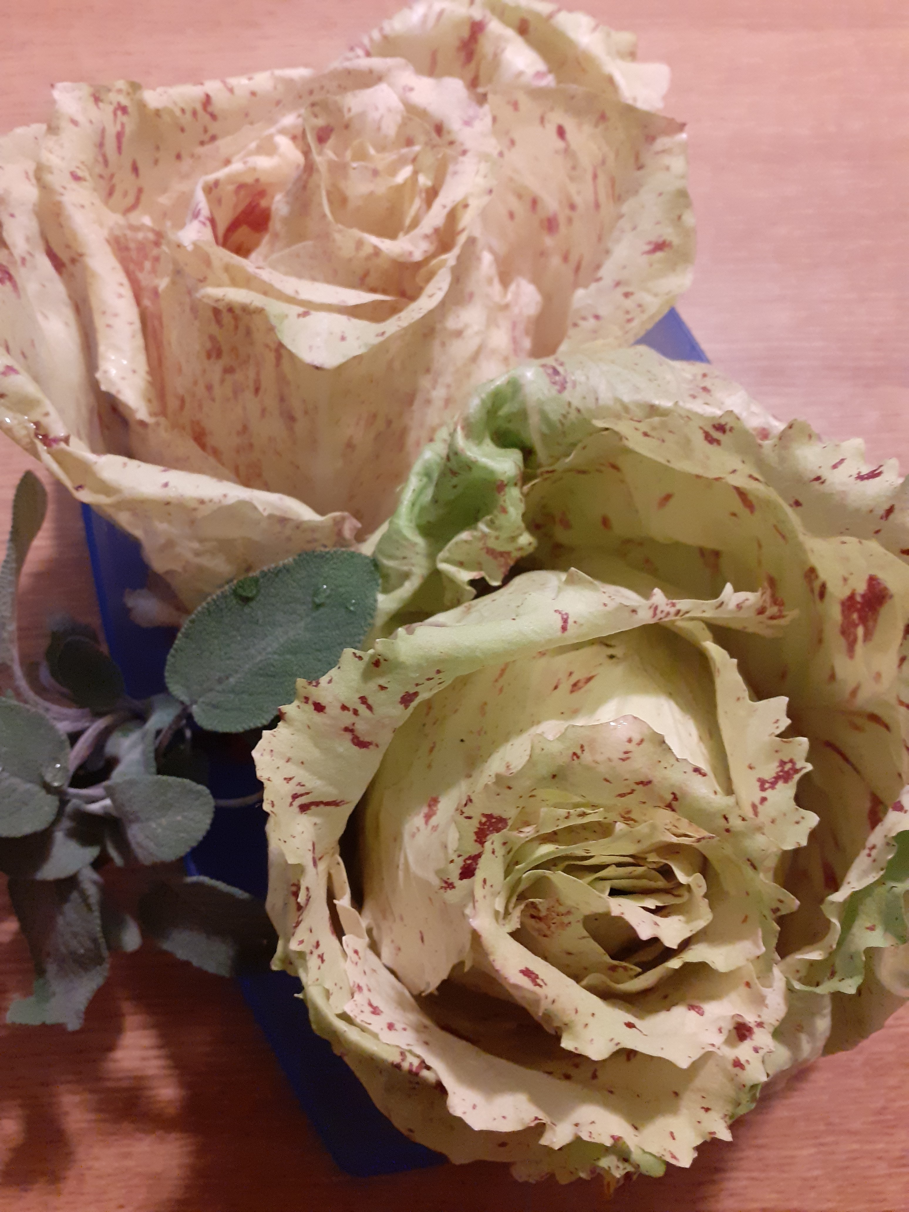 "Rose"  d'insalata    Radicchio variegato di Castelfranco con salvia di ORTENSIA_EFFE