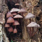 Stump fairy helmet mushrooms