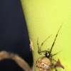 American house spider (or common house spider)