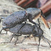 Bearded Weevil mating and courtship)