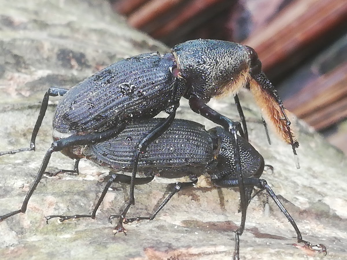 Bearded Weevil mating and courtship)