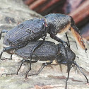 Bearded Weevil mating and courtship)