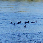 Common Merganser