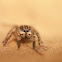 Jumping Spider