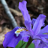 Dwarf Crested Iris