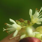 Jagged Ambush Bug