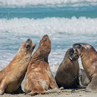 New Zealand Sea Lion