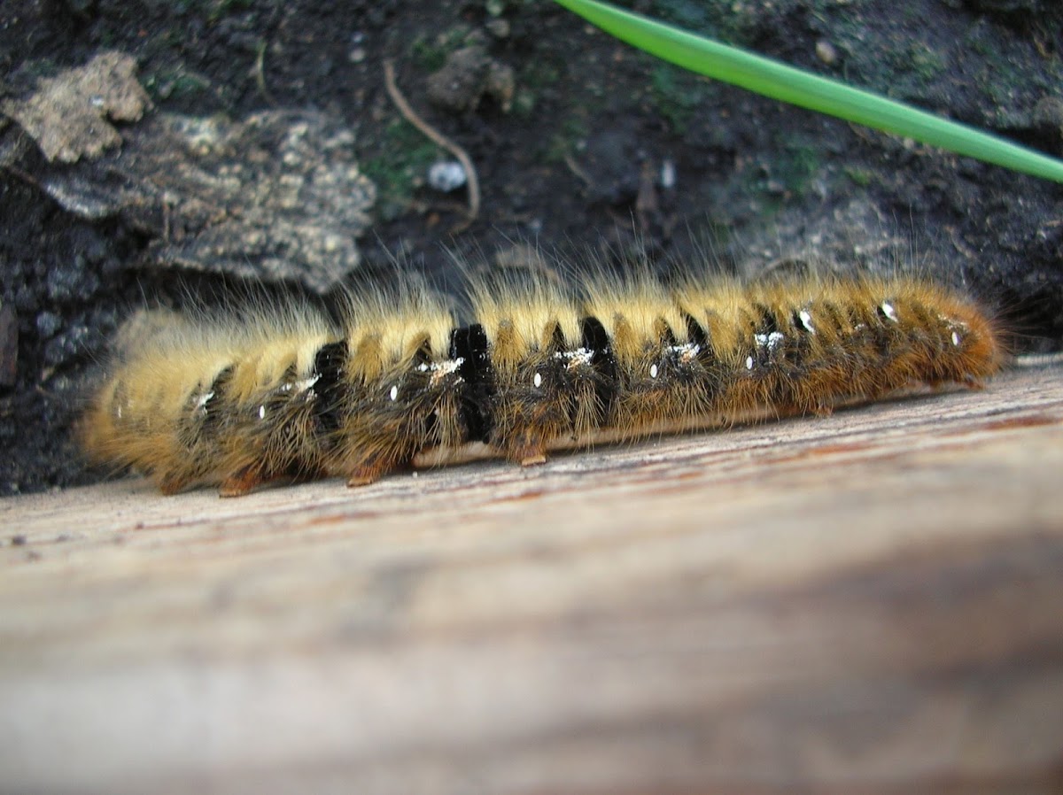 Oak Eggar  / Коконопряд дубовый