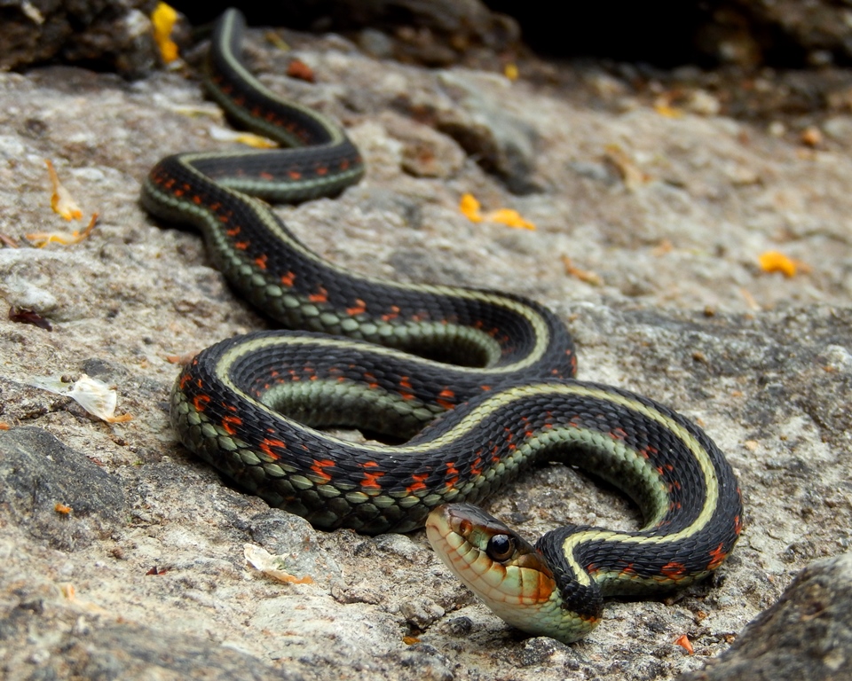 Red-Spotted Garter Snake