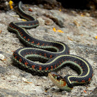 Red-Spotted Garter Snake