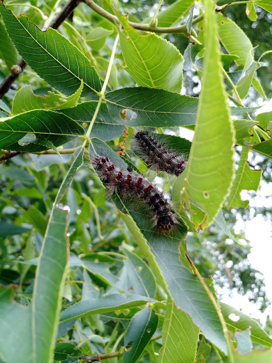 Gypsy Moth