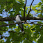 Eastern Kingbird