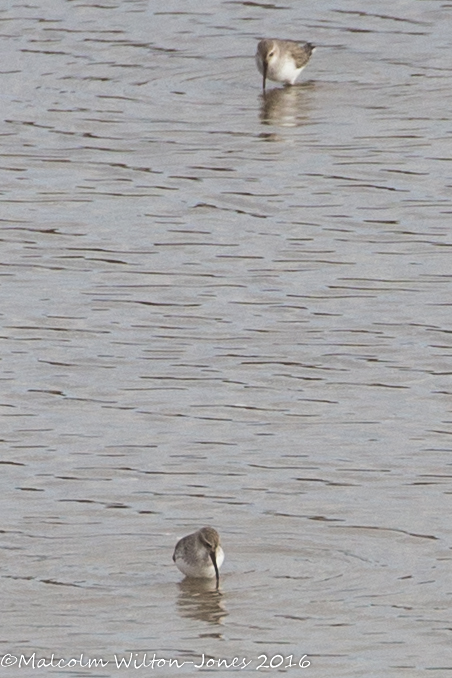 Dunlin