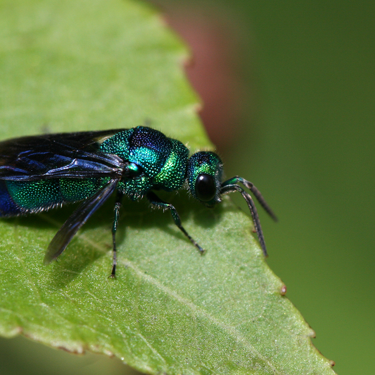 Cuckoo Wasp