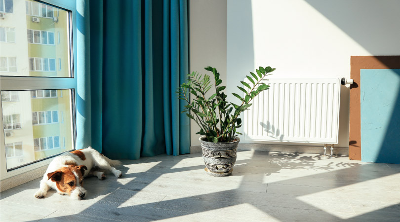 A dog laying by the window of a condo