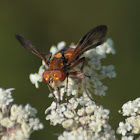 Tachina fera