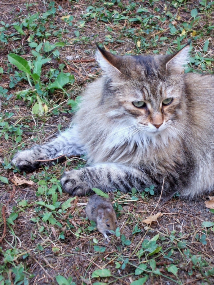 Il gatto ed il topo di zelaschi