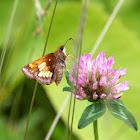 Hobomok Skipper