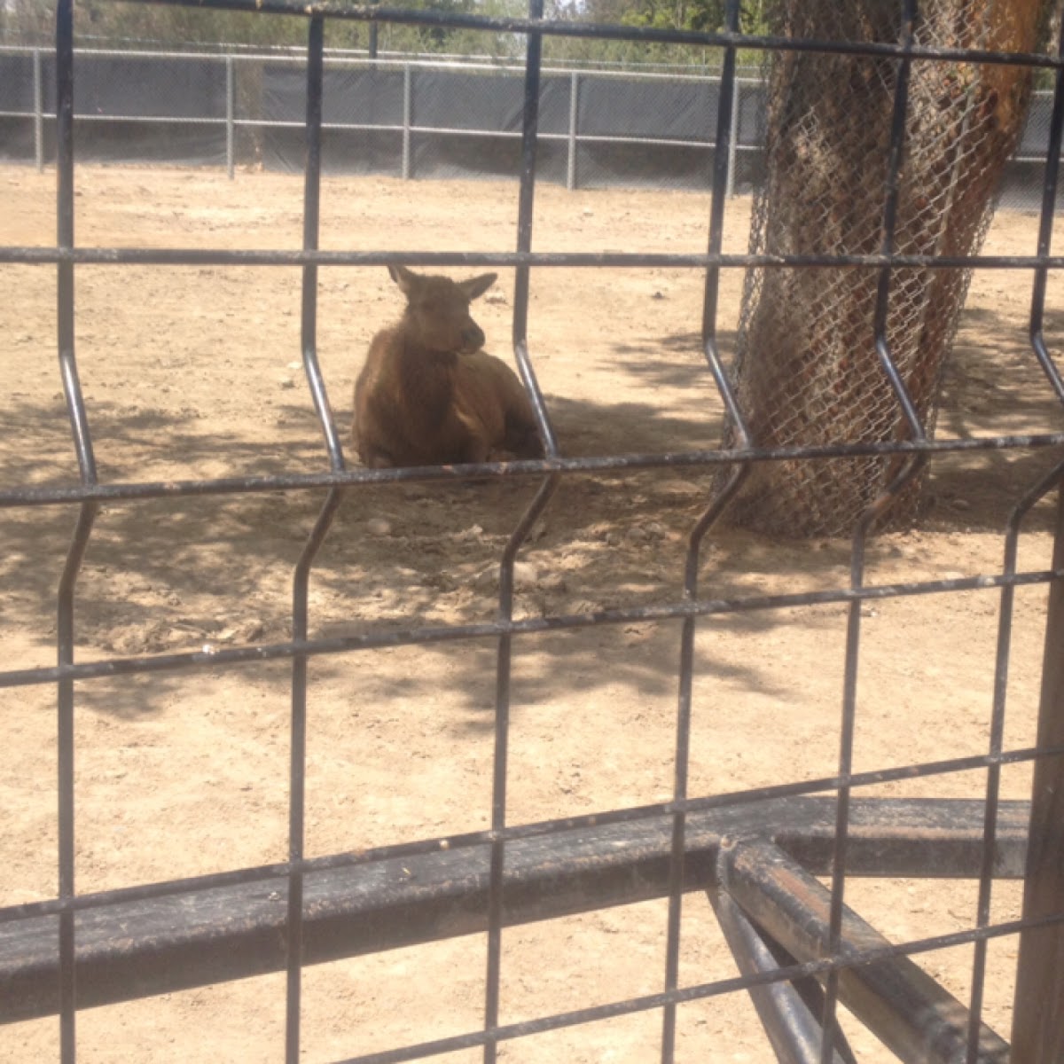 Cow elk