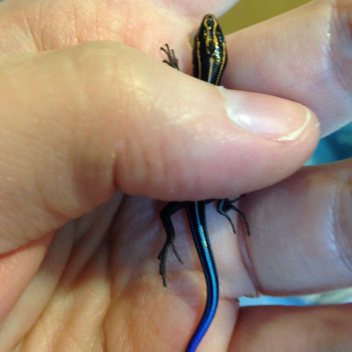 7 lined skink (baby)