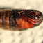 Eastern Tent Moth pupa (light phase)