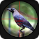 Aventure de chasse aux corbeaux de forêt 3d icon