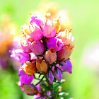 Bell heather; Brezo ceniciento