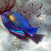 Princess Parrotfish