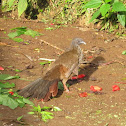 Speckled Chachalaca