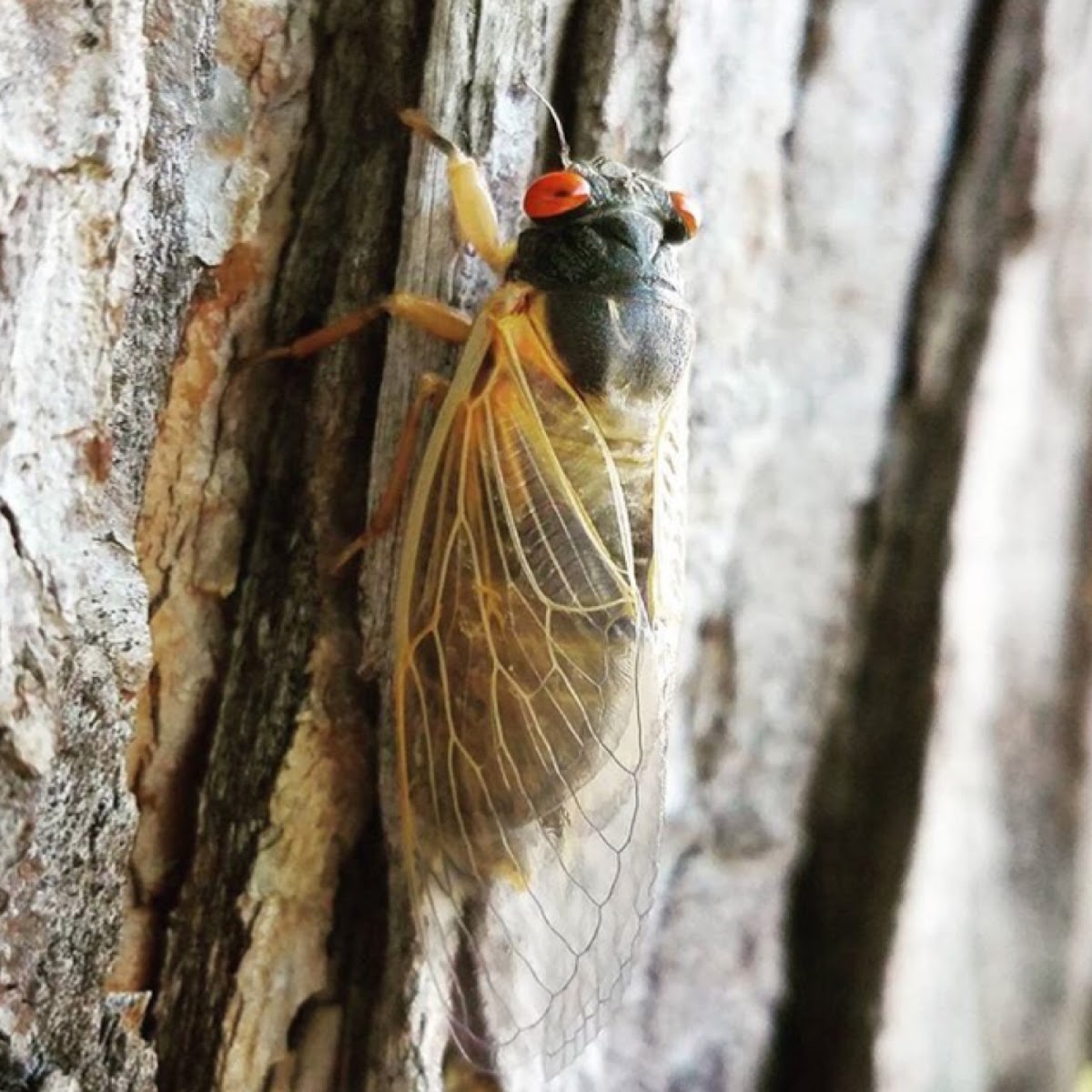 Cicada