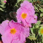 Grey-leaved cistus