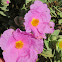 Grey-leaved cistus